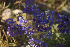 Lupinus breweri