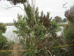 Baccharis pilularis consanguinea