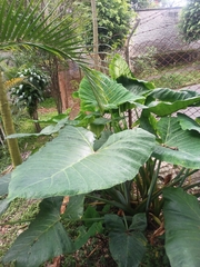 Xanthosoma