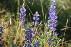 Lupinus breweri