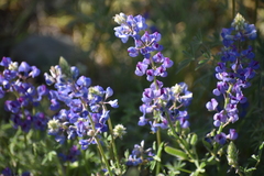 Lupinus breweri