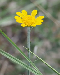 Cota tinctoria