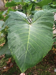 Xanthosoma