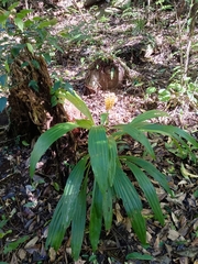 Calanthe speciosa
