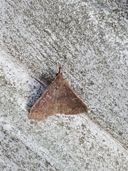 Renia discoloralis