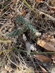 Opuntia macrorhiza