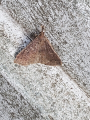Renia discoloralis