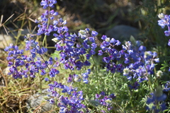 Lupinus breweri