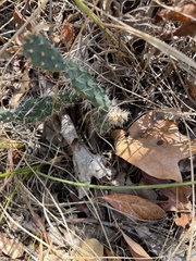 Opuntia macrorhiza