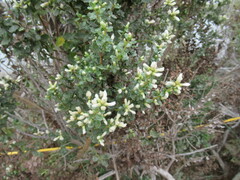 Baccharis pilularis consanguinea