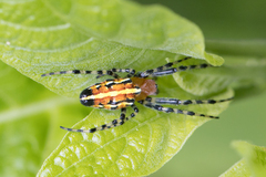 Alpaida grayi