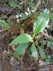 Calanthe triplicata
