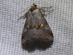 Hyperstrotia flaviguttata