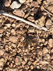 Poecilanthrax lucifer