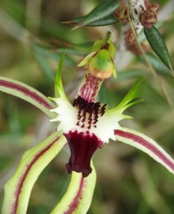 Caladenia tentaculata