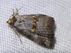 Hyperstrotia flaviguttata