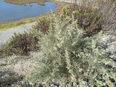 Atriplex canescens canescens