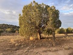 Juniperus monosperma
