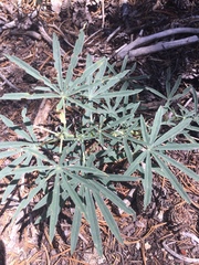 Lupinus hyacinthinus