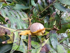 Parthena acutangula