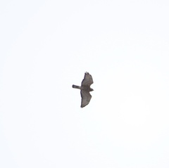 Buteo platypterus