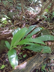 Calanthe speciosa