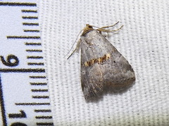 Hyperstrotia flaviguttata