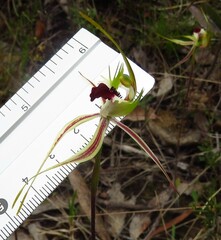 Caladenia tentaculata
