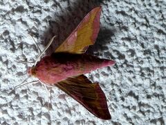 Deilephila porcellus