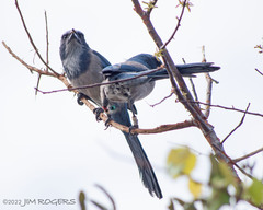 Aphelocoma coerulescens
