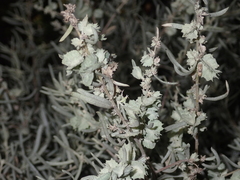 Atriplex canescens canescens