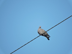 Patagioenas maculosa