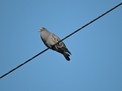 Patagioenas maculosa