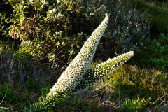 Echium simplex