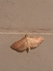 Herpetogramma bipunctalis