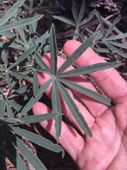 Lupinus hyacinthinus