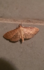 Herpetogramma bipunctalis