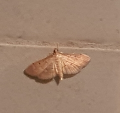 Herpetogramma bipunctalis