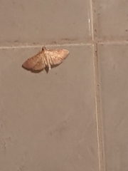 Herpetogramma bipunctalis