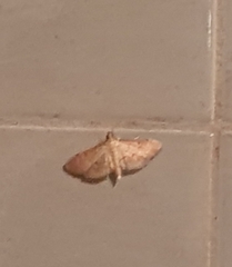 Herpetogramma bipunctalis