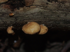 Crepidotaceae