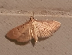 Herpetogramma bipunctalis