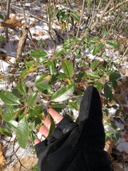 Mycosphaerella colorata