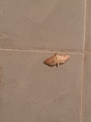 Herpetogramma bipunctalis