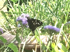 Eudamini