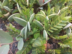 Cryptosepalum maraviense