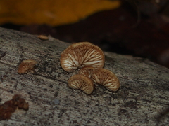 Crepidotaceae