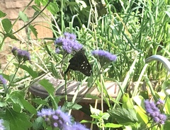 Eudamini