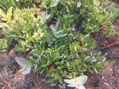 Cryptosepalum maraviense