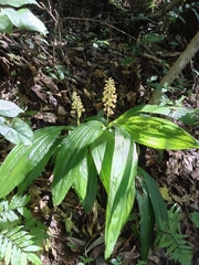 Calanthe speciosa